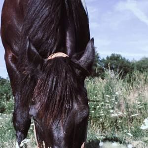 Meet your Posher, Savannah